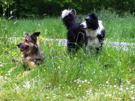 Nora et Donut, croisée malinois et croisé border collie
