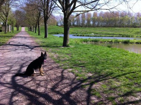 Eden, Berger Allemand